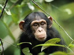 chimpanzee.jpeg